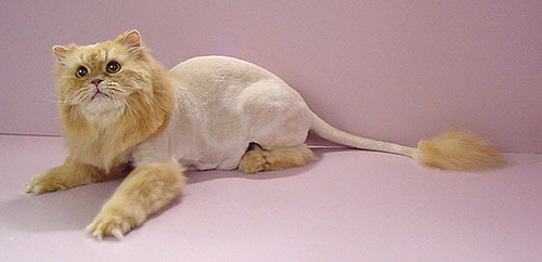 lioncutjpg cat grooming 500x242